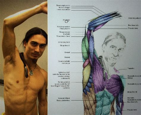 Armpit Anatomy Anatomy Drawing Diagram