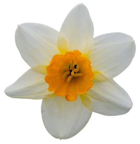 Daffodil Flower Isolated Free Stock Photo Public Domain Pictures