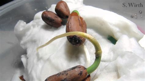 If i started with bonsai techniques from a seedling it. Stone pine seeds sprouting - YouTube