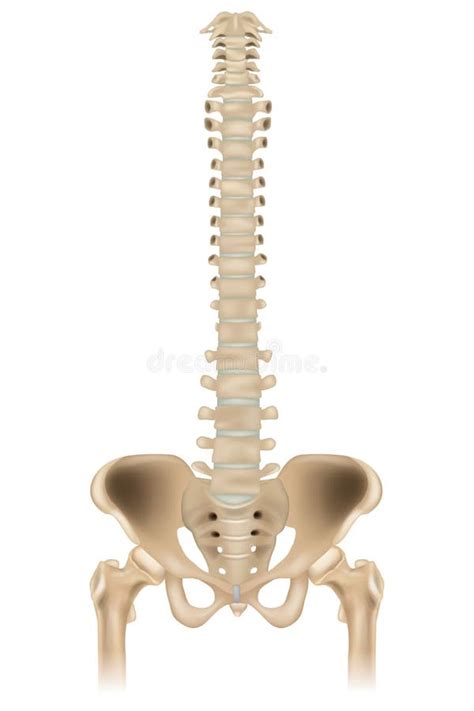 Medically Accurate Illustration Of The Skeletal System The Hip