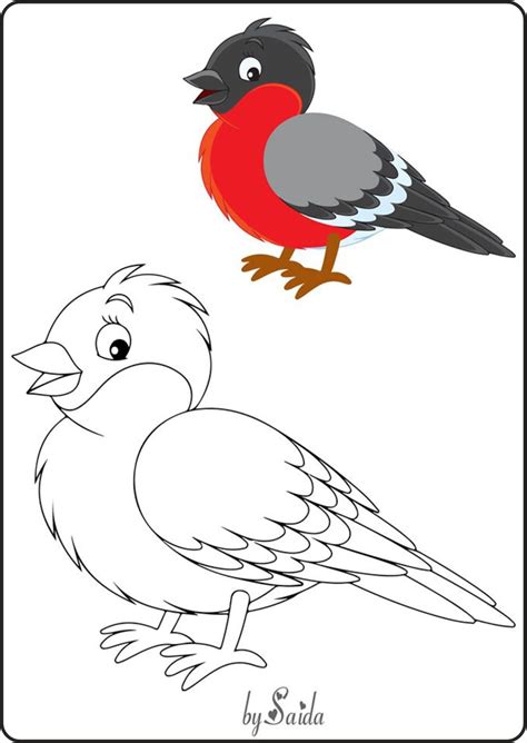 Material Educativo Imagenes De Aves Para Colorear