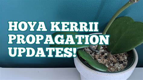 Maybe you would like to learn more about one of these? Hoya Kerrii Propagation Update + soil mix for houseplants ...