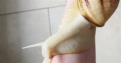 Giant African Land Snail Sighting Triggers Urgent Quarantine In South