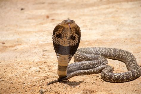 King Cobra Snake Eating