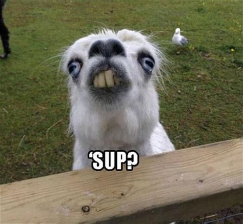38 Alpaca Memes That Will Either Be The Funniest Or Weirdest Thing You