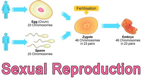 Introduction Of Reproduction Biology Blog