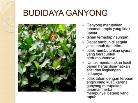 Budidaya Ganyongpptx
