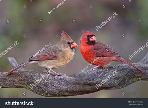 Northern Cardinal Pair On Branch Stock Photo 277301909 Shutterstock