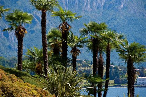 Palms In Northern Italy Only On Lake Como Grand Hotel Tremezzo