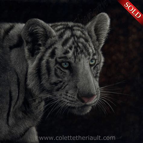 White Tiger Cub Painting In Pastel By Canadian Wildlife And Animal