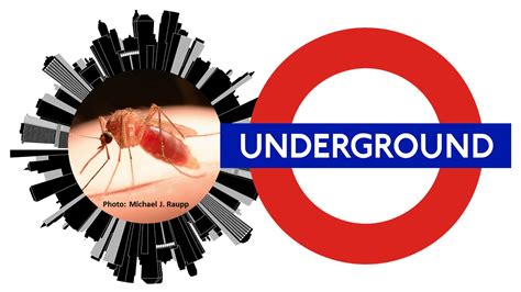 A Buzz From Below Meet The London Underground Mosquito Curious Mosquito