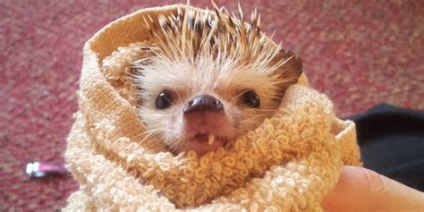 Baby african pygmy hedgehogs taking their first bath. Hedgehog After His Bath! (PHOTO) | HuffPost