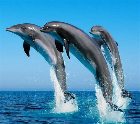Dolphins Dolphin Fish Sea Hd Wallpaper Peakpx