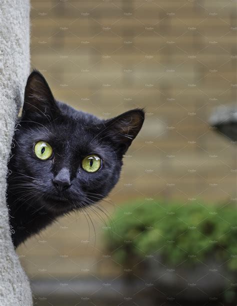 A Black Cat Peeking Out From Its Animal Stock Photos ~ Creative Market