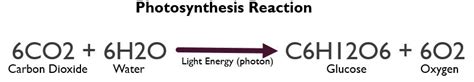 The above equation is balanced equation for respiration. Photosynthesis and cellular Respiration - SCIENTIST CINDY