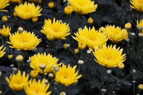 Hoa Cúc Vàng Có ý Nghĩa Gì Thơ Và Hình ảnh Hoa Cúc Vàng đẹp