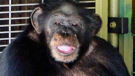 ‘he’s Eating Her Shoot Him ’ Screamed Chimp’s Owner Nbc Connecticut