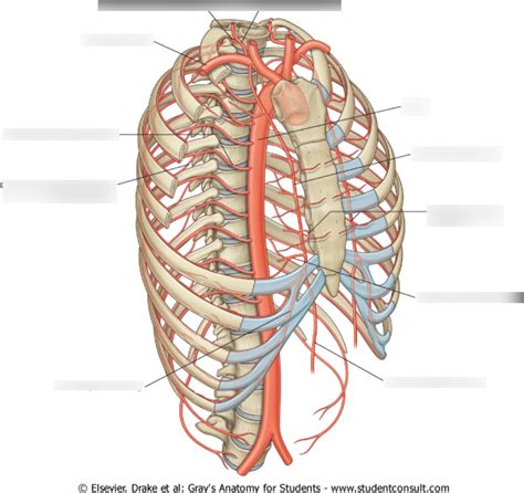 Blood Supply Of The Thoracic Wall Diagram Quizlet