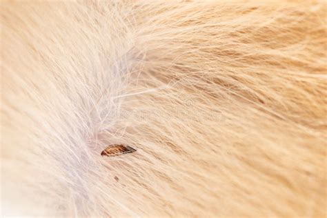 Flea In Cat Fur Close Up Macro Flea Parasites In Pets Stock Image