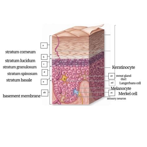 Solved Can I Get This Labeled Epidermis 51 Stratum Basale 52