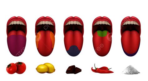 Human Tongue Vector Design Images Human Tongue Basic Taste Areas