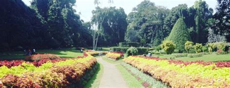 Royal Botanic Garden Peradeniya Go Holiday Tours In Sri Lanka
