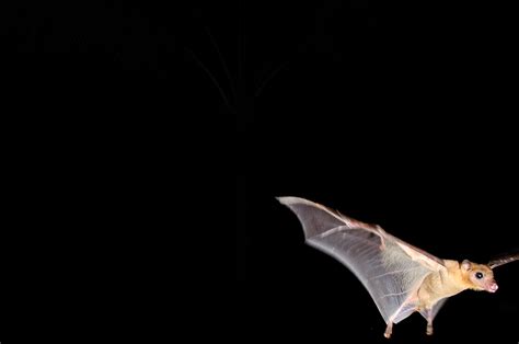 Bat In Flight At Night Fine Art Nature Photography Creative And