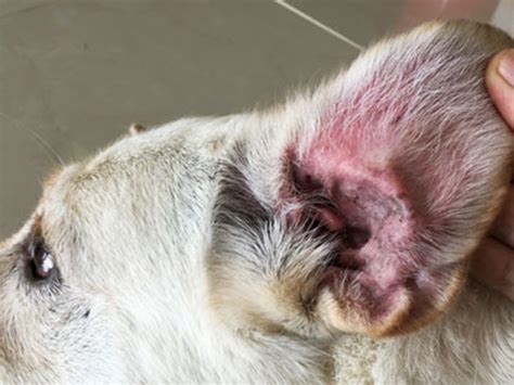 French Bulldog Ear Infection Guide And 8 Tips For Prevention