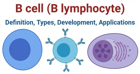 B Cell B Lymphocyte Definition Types Development Applications