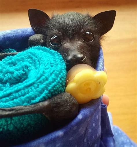 Pin By Cathy Iturribarría On Cute Baby Animals Baby Bats Cute Bat
