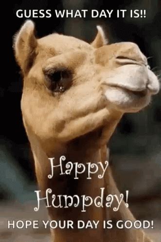 Greeting Happy Humpday Gif Greeting Happy Humpday Camel Discover Share Gifs