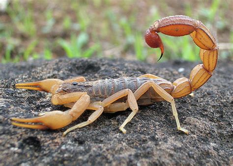6 Of The Most Dangerous And Unique Scorpions In The World Owlcation