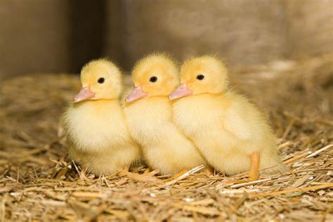 Cute Baby Animals Pin By Barbara Beckers On Cute Pinterest Cute
