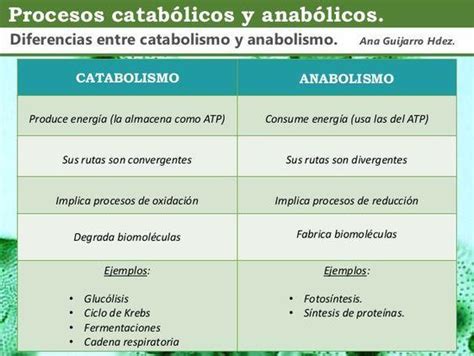 Diferencias Y Similitudes Entre Anabolismo Y Catabolismo Brainly Lat