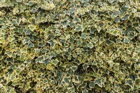 15 Different Types Of Ivy Plus Essential Facts Nayturr