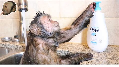 Baby Monkey Bath Time Videos 38 Seconds Of A Baby Monkey Taking A