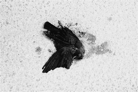 The Symbolic Meanings Of A Dead Crow An Exploration
