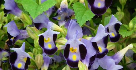 The directory of 375 plants includes growing tips for each species. Ask Wet & Forget These Shade-Loving Plants will Bring ...