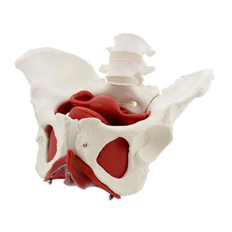 Monmed Pelvic Model 6pc Life Size Anatomical Female Pelvis Model With