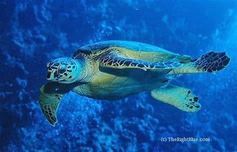 The Right Blue The Hawksbill Sea Turtle A Critically Endangered Species