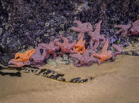 Purple And Ochre Sea Stars Photograph By Robert Potts Fine Art America