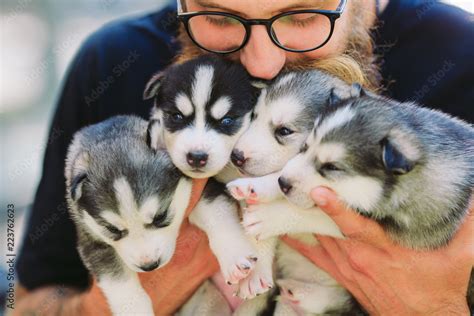Puppies Siberian Husky Litter Dogs In The Hands Of The Breeder Little
