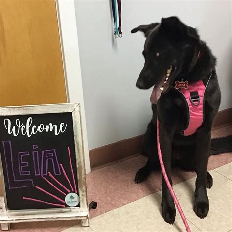 Happy Friday to all! We can’t... - Colonial Veterinary Clinic