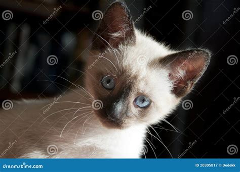 Siamese Kitten Stock Image Image Of Nature East Hair 20305817