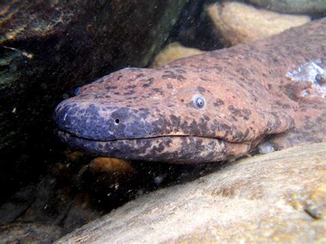 Chinese Giant Salamander Millions Farmed Nearly Extinct In The Wild