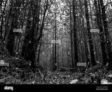 Trees In The Forest Deep Forest Dense Forest Stock Photo Alamy