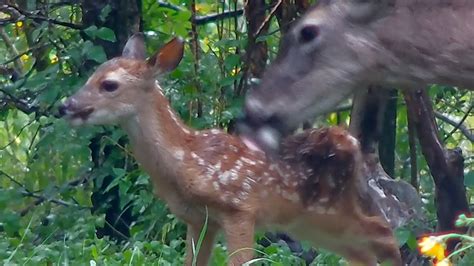 5 Day Old Fawn And Mother White Tailed Deer Youtube