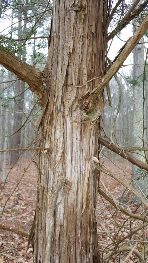 Maryland Biodiversity Project Eastern Red Cedar Juniperus Virginiana
