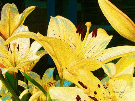 Yellow Lilies Photograph By Claire Bull Fine Art America