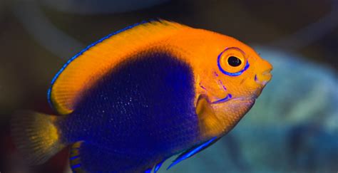 African Flameback Angelfish Successfully Bred By Sustainable Aquatics